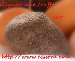 concours_truffe