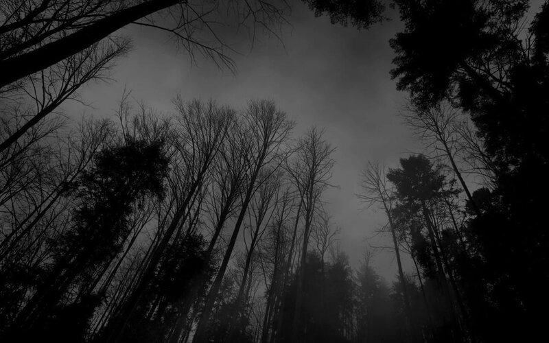 tumblr_static_tumblr-static-forest-black-white-dark-forest-wallpaper