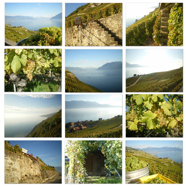 Lavaux_redim