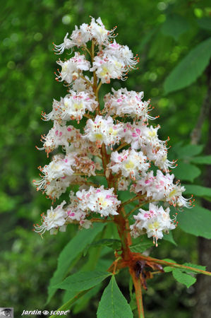 Fleurs_Maronnier