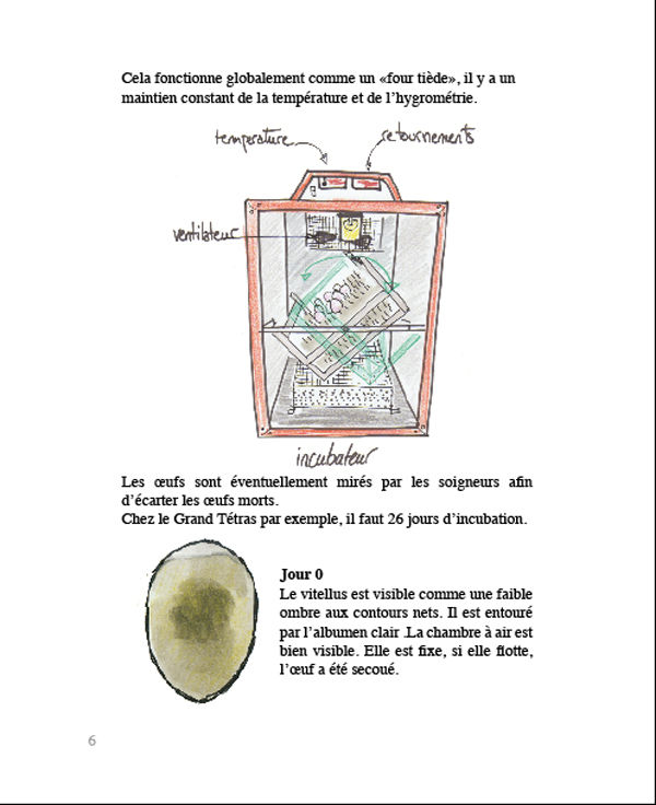 06_incubateur_soigneur_vitellus