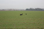 Ulysse (petit croisé) 71875606_p