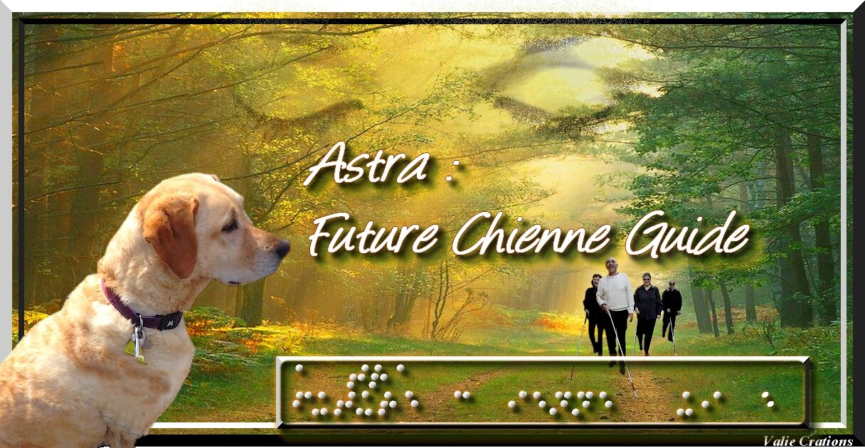 Astra, futur chienne guide d'aveugle ?
