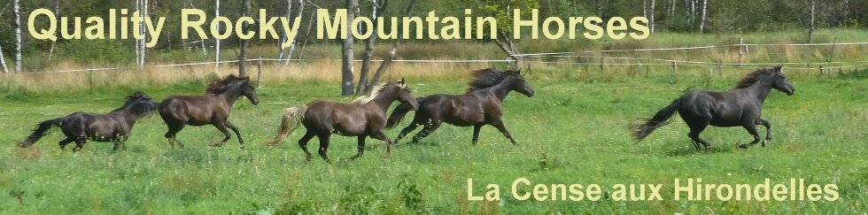Rocky Mountain Horses