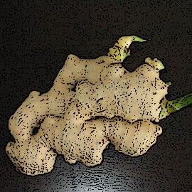 Gingembre01
