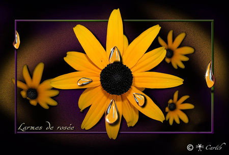 Larmes_rosee