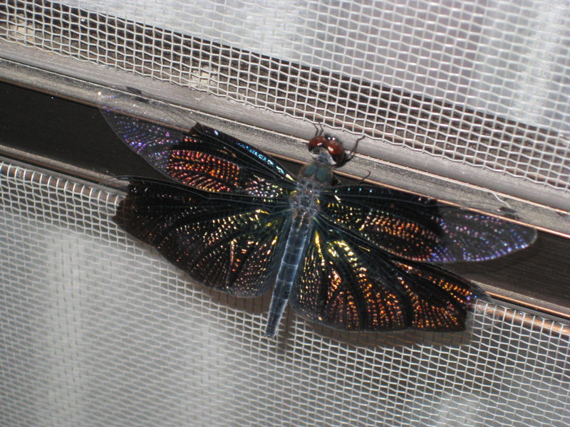 Identification : Libellule ( Japon ) 28514903