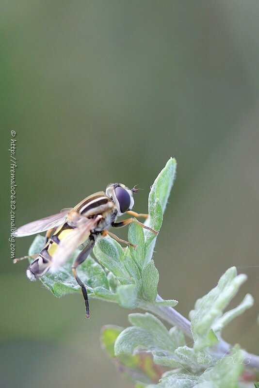 Helophilus trivittatus