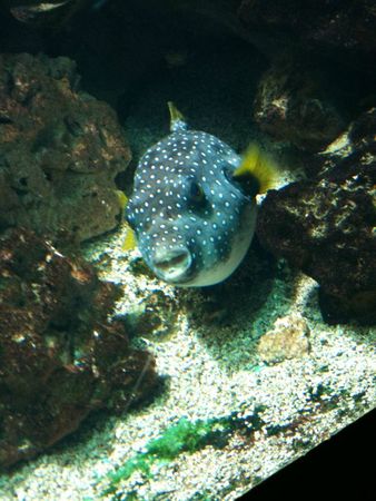aquarium avril 2012 241