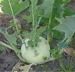 180px_Koolrabi__Brassica_oleracea_convar