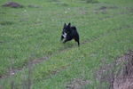 Ulysse (petit croisé) 71875882_p