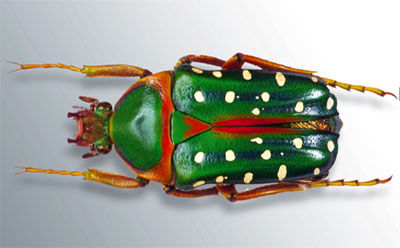 scarab_9C59935F274B36335BCE3445FF7B0