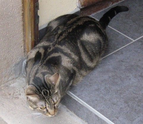 PERDU - chat tigré perdu à arpajon (91) 46050140