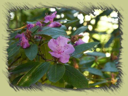 Rhododendron_Dauricum_3