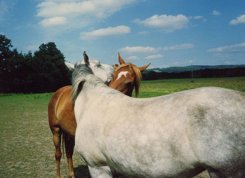 Tasa biche