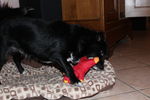 Ulysse (petit croisé) 71876130_p
