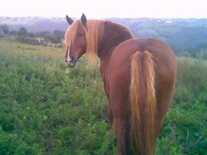 Les vers et vermifuges pour chevaux 10851974_p