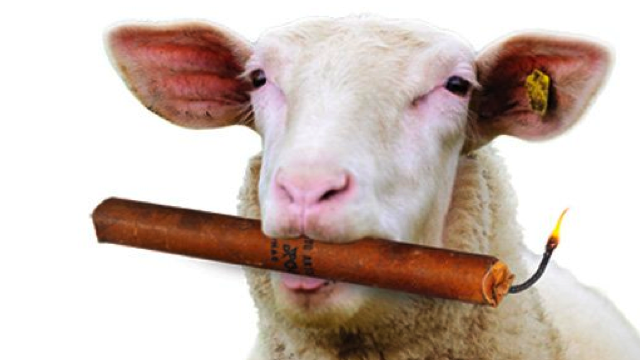 Sabotage ? Mouton explosif