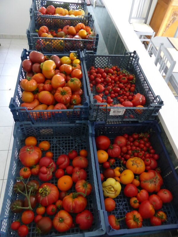 29-tomates (10)