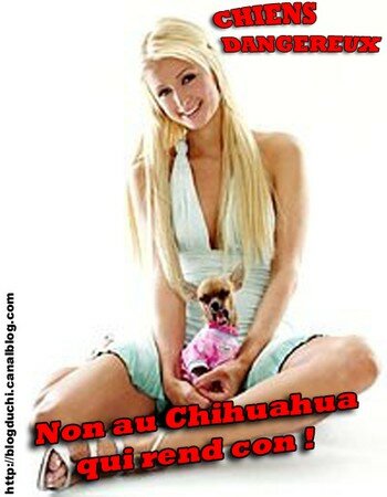 paris_hilton_chien3b