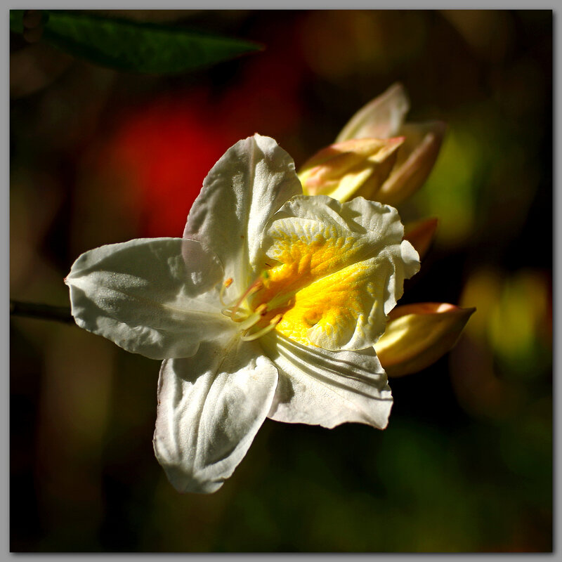 Rhododendron_AZC_Silver_Slipper