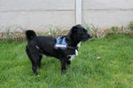 Ulysse (petit croisé) 71877348_p