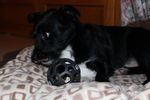 Ulysse (petit croisé) 71876812_p