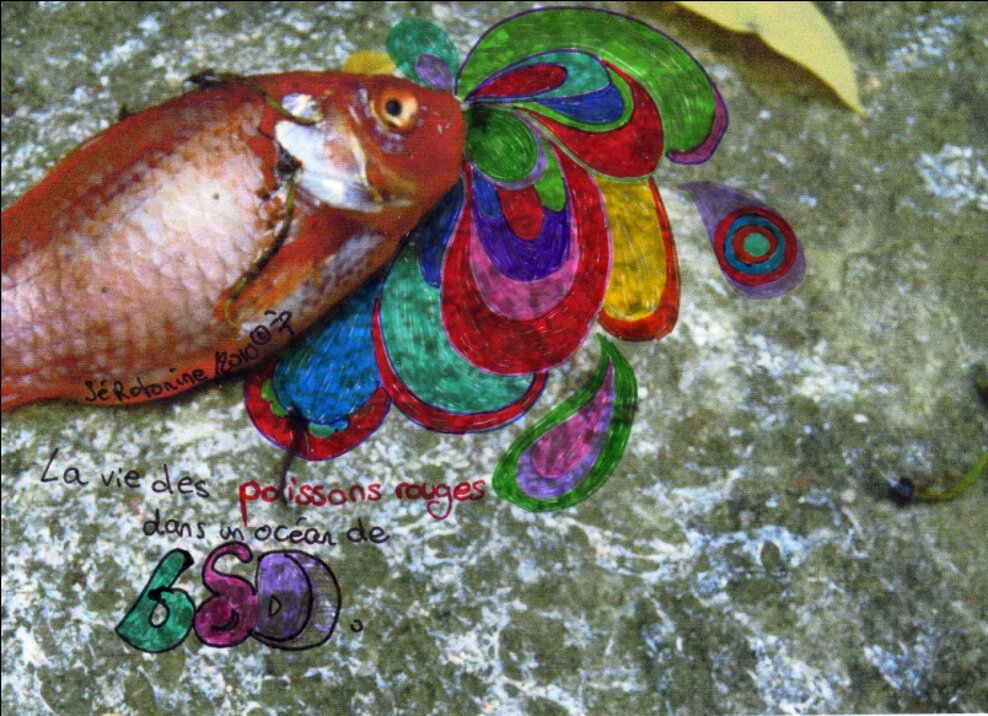 La vie des poissons rouges dans un océan de LSD
