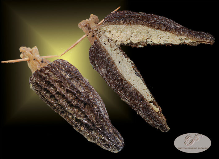 MORILLES_farcies_au_foie_gras_entiere_et_en_coupe