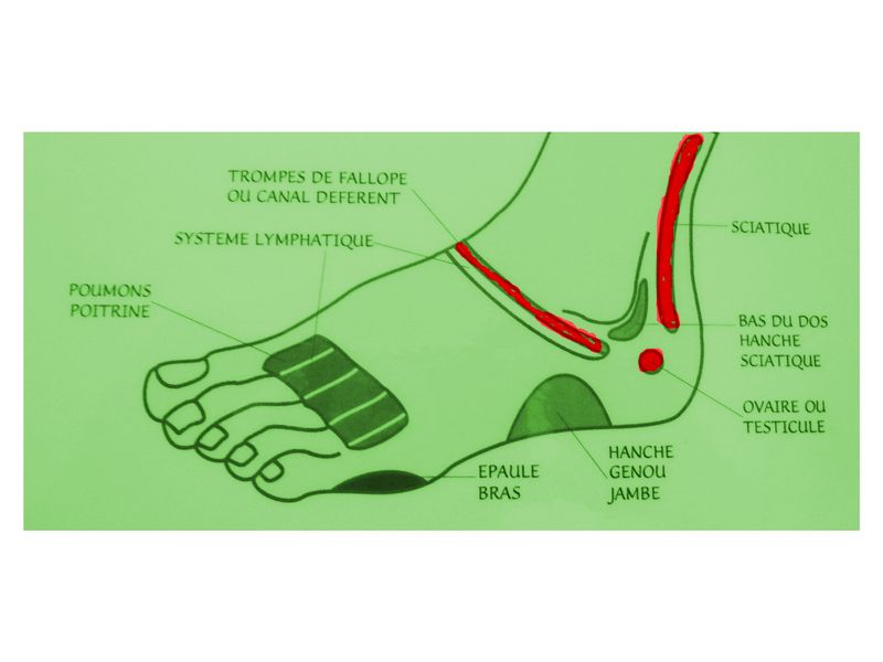 Ovaries Reflexology Foot Chart