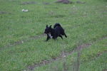 Ulysse (petit croisé) 71875991_p