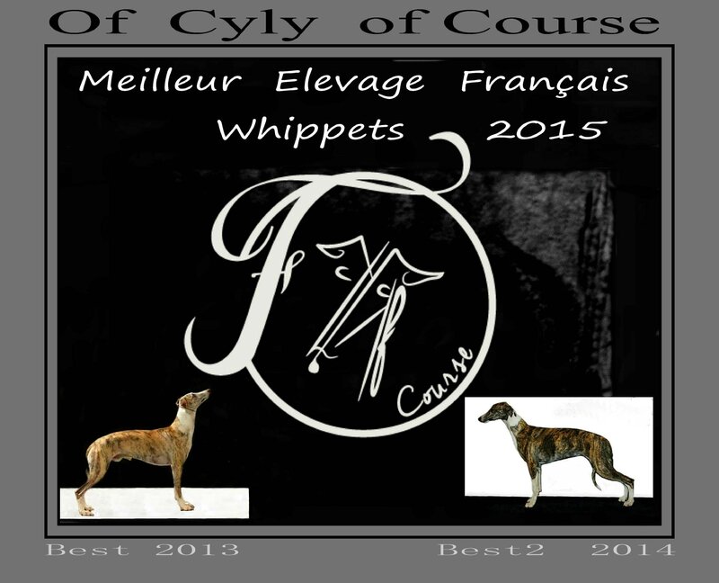 best whippet 2015