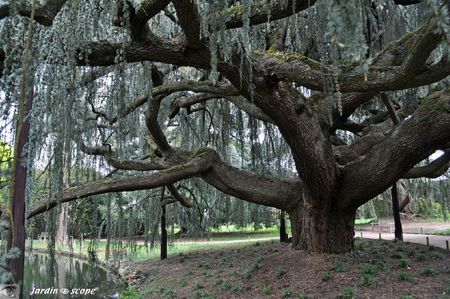 Cedrus libani Glauca Pendula