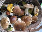 champi_ones_del_bosque