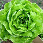 lechuga
