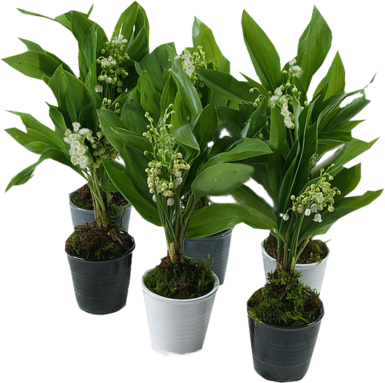 0_muguet5