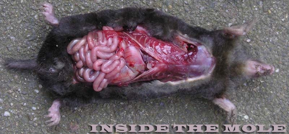 inside the mole