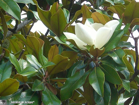 Magnolia_gdes_fleurs