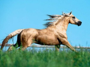 elegant_horse