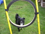 ULYSSE en Agility 70758035_p