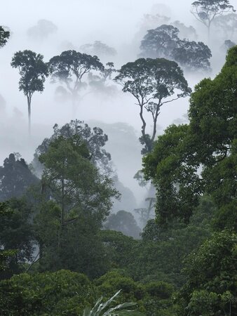 thomas-marent-minden-pictures-dawn-with-fog-at-lowland-rainforest-danum-valley-conservation-area-borneo-malaysia