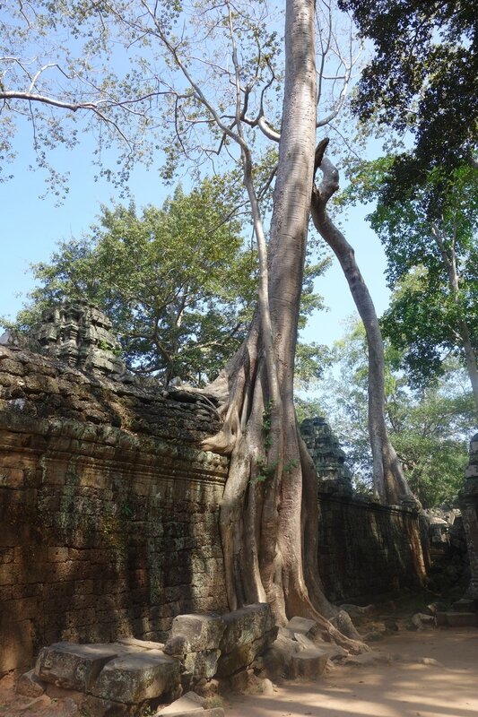 ta prohm 5