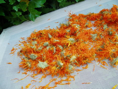 3_calendula