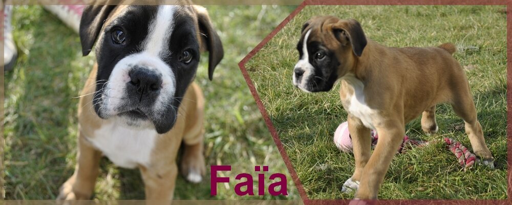 Le blog photos de Faïa le boxer !