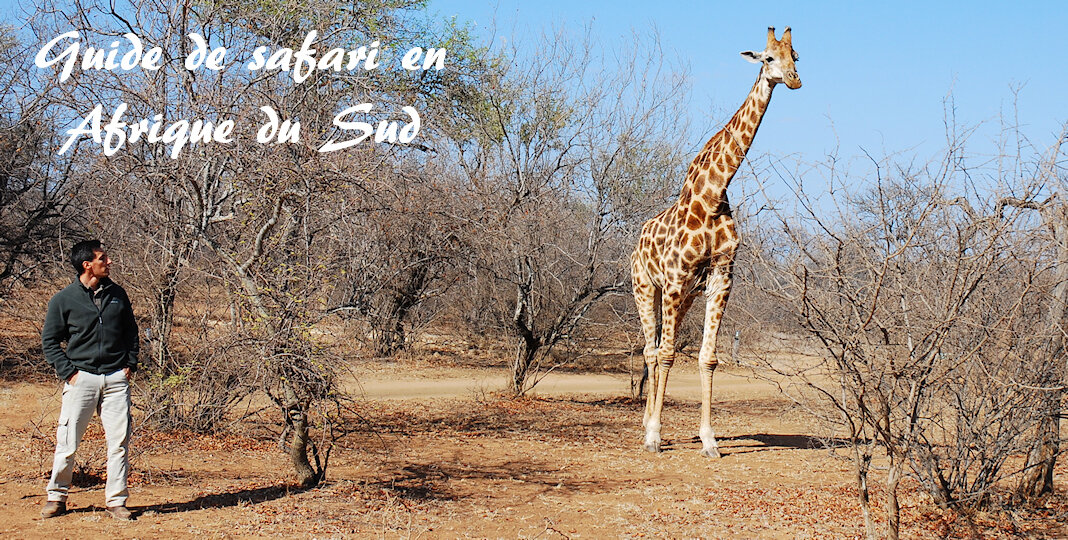 Guide de safari en Afrique du Sud