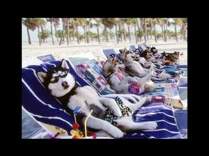 chiens_en_vacances