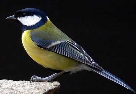 oiseaux_mesange_charbonniere
