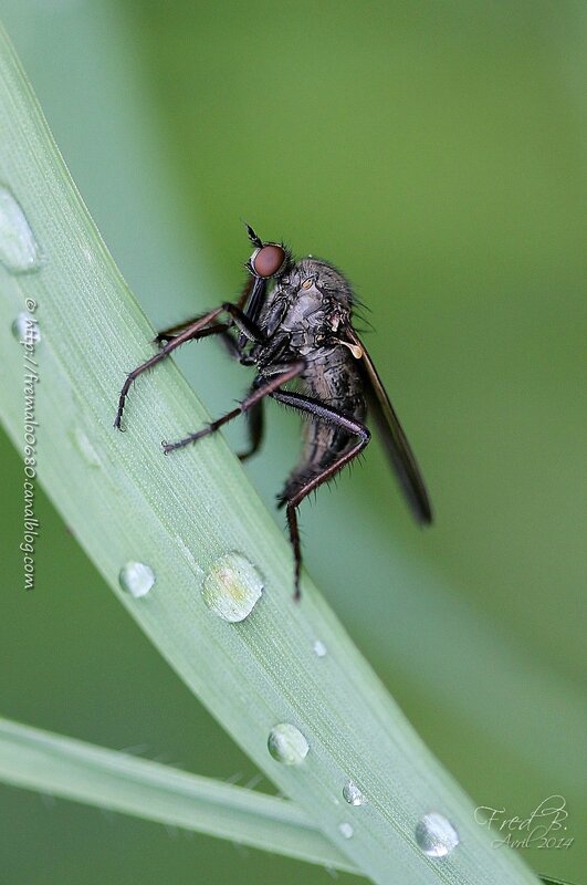 Empis tessellata ♀ photo renversée
