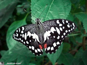 Papilio_demoleus