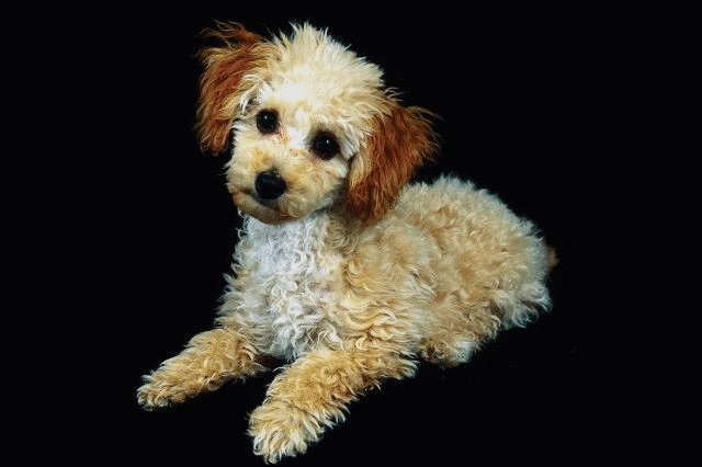 Chien_adorable_anim_